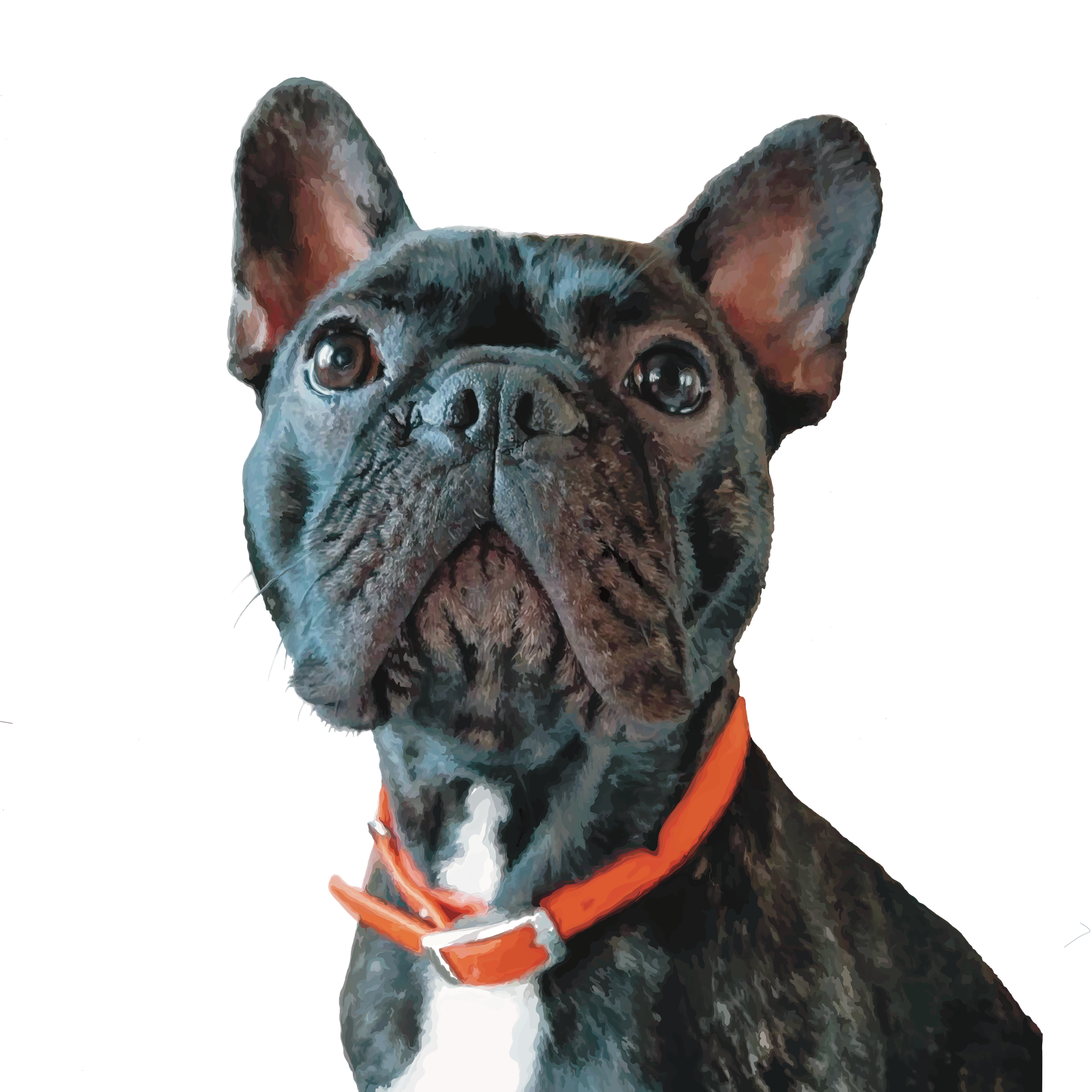 Dessin chien